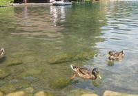 Bled Island, img_0636.jpg