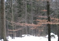 Kamniska Bristrica, Slovenia, img_0349.jpg